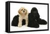 Black American Cocker Spaniel, with Buff American Cocker Spaniel Puppy, Resting Together-Mark Taylor-Framed Stretched Canvas