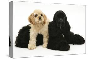 Black American Cocker Spaniel, with Buff American Cocker Spaniel Puppy, Resting Together-Mark Taylor-Stretched Canvas
