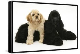 Black American Cocker Spaniel, with Buff American Cocker Spaniel Puppy, Resting Together-Mark Taylor-Framed Stretched Canvas