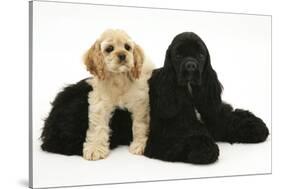 Black American Cocker Spaniel, with Buff American Cocker Spaniel Puppy, Resting Together-Mark Taylor-Stretched Canvas