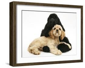 Black American Cocker Spaniel, with Buff American Cocker Spaniel Puppy, Resting Together-Mark Taylor-Framed Photographic Print