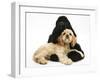 Black American Cocker Spaniel, with Buff American Cocker Spaniel Puppy, Resting Together-Mark Taylor-Framed Photographic Print
