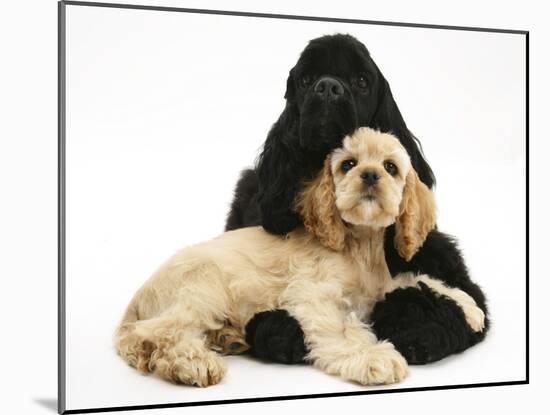 Black American Cocker Spaniel, with Buff American Cocker Spaniel Puppy, Resting Together-Mark Taylor-Mounted Photographic Print