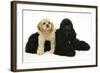 Black American Cocker Spaniel, with Buff American Cocker Spaniel Puppy, Resting Together-Mark Taylor-Framed Photographic Print