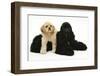 Black American Cocker Spaniel, with Buff American Cocker Spaniel Puppy, Resting Together-Mark Taylor-Framed Photographic Print