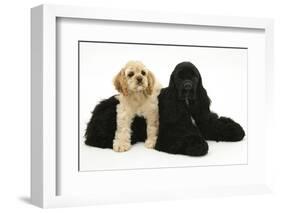 Black American Cocker Spaniel, with Buff American Cocker Spaniel Puppy, Resting Together-Mark Taylor-Framed Photographic Print