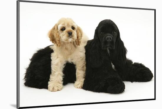 Black American Cocker Spaniel, with Buff American Cocker Spaniel Puppy, Resting Together-Mark Taylor-Mounted Photographic Print