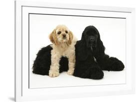 Black American Cocker Spaniel, with Buff American Cocker Spaniel Puppy, Resting Together-Mark Taylor-Framed Photographic Print