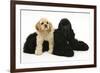 Black American Cocker Spaniel, with Buff American Cocker Spaniel Puppy, Resting Together-Mark Taylor-Framed Photographic Print