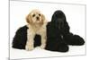 Black American Cocker Spaniel, with Buff American Cocker Spaniel Puppy, Resting Together-Mark Taylor-Mounted Photographic Print