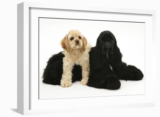 Black American Cocker Spaniel, with Buff American Cocker Spaniel Puppy, Resting Together-Mark Taylor-Framed Photographic Print