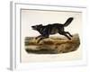 Black American Wolf, Male, 1845-John Woodhouse Audubon-Framed Giclee Print