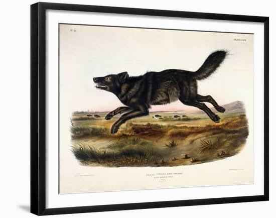 Black American Wolf, Male, 1845-John Woodhouse Audubon-Framed Giclee Print