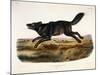 Black American Wolf, Male, 1845-John Woodhouse Audubon-Mounted Giclee Print