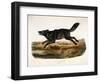 Black American Wolf, Male, 1845-John Woodhouse Audubon-Framed Giclee Print