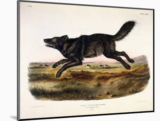 Black American Wolf, Male, 1845-John Woodhouse Audubon-Mounted Giclee Print