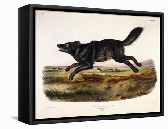 Black American Wolf, Male, 1845-John Woodhouse Audubon-Framed Stretched Canvas