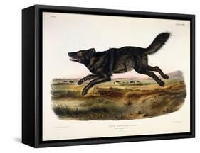 Black American Wolf, Male, 1845-John Woodhouse Audubon-Framed Stretched Canvas