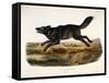Black American Wolf, Male, 1845-John Woodhouse Audubon-Framed Stretched Canvas