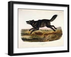 Black American Wolf, Male, 1845-John Woodhouse Audubon-Framed Giclee Print