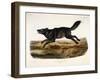 Black American Wolf, Male, 1845-John Woodhouse Audubon-Framed Premium Giclee Print