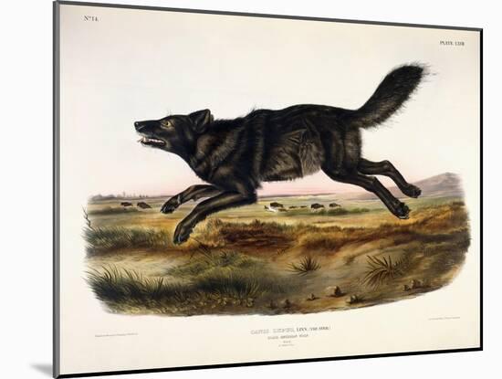 Black American Wolf, Male, 1845-John Woodhouse Audubon-Mounted Premium Giclee Print