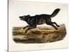 Black American Wolf, Male, 1845-John Woodhouse Audubon-Stretched Canvas