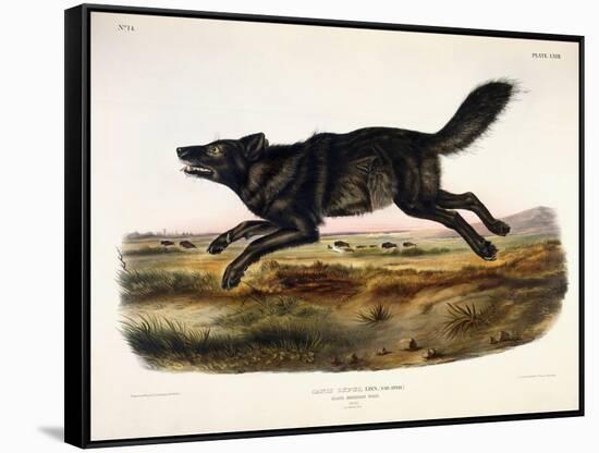 Black American Wolf, Male, 1845-John Woodhouse Audubon-Framed Stretched Canvas