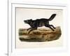 Black American Wolf, Male, 1845-John Woodhouse Audubon-Framed Giclee Print