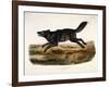 Black American Wolf, Male, 1845-John Woodhouse Audubon-Framed Giclee Print