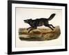 Black American Wolf, Male, 1845-John Woodhouse Audubon-Framed Giclee Print