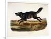 Black American Wolf, Male, 1845-John Woodhouse Audubon-Framed Giclee Print