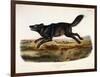 Black American Wolf, Male, 1845-John Woodhouse Audubon-Framed Giclee Print