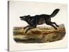 Black American Wolf, Male, 1845-John Woodhouse Audubon-Stretched Canvas