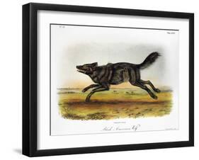 Black American Wolf-John James Audubon-Framed Giclee Print