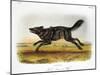 Black American Wolf-John James Audubon-Mounted Giclee Print