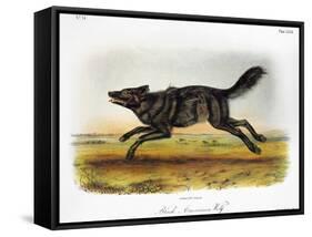 Black American Wolf-John James Audubon-Framed Stretched Canvas