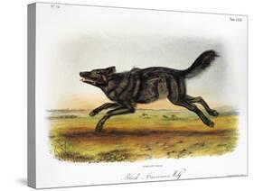 Black American Wolf-John James Audubon-Stretched Canvas