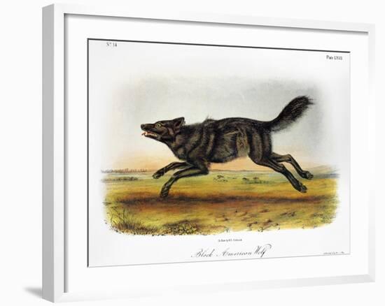 Black American Wolf-John James Audubon-Framed Giclee Print