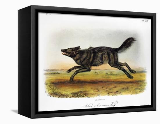 Black American Wolf-John James Audubon-Framed Stretched Canvas
