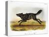 Black American Wolf-John James Audubon-Stretched Canvas