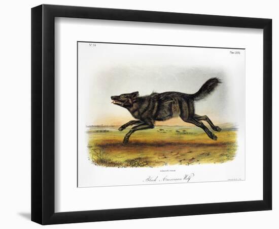 Black American Wolf-John James Audubon-Framed Premium Giclee Print