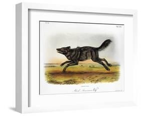 Black American Wolf-John James Audubon-Framed Premium Giclee Print