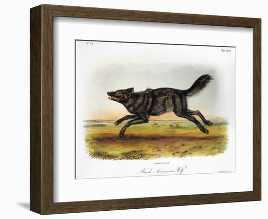 Black American Wolf-John James Audubon-Framed Giclee Print