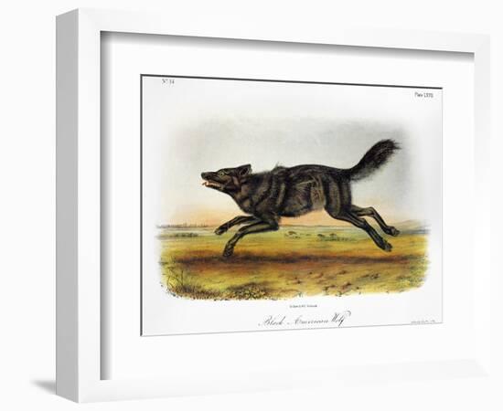 Black American Wolf-John James Audubon-Framed Giclee Print