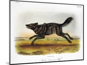 Black American Wolf-John James Audubon-Mounted Giclee Print