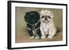 Black and a White Pekingese Puppy Sit Close Together-P. Kirmse-Framed Art Print