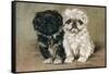 Black and a White Pekingese Puppy Sit Close Together-P. Kirmse-Framed Stretched Canvas