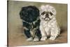 Black and a White Pekingese Puppy Sit Close Together-P. Kirmse-Stretched Canvas