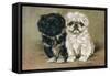 Black and a White Pekingese Puppy Sit Close Together-P. Kirmse-Framed Stretched Canvas